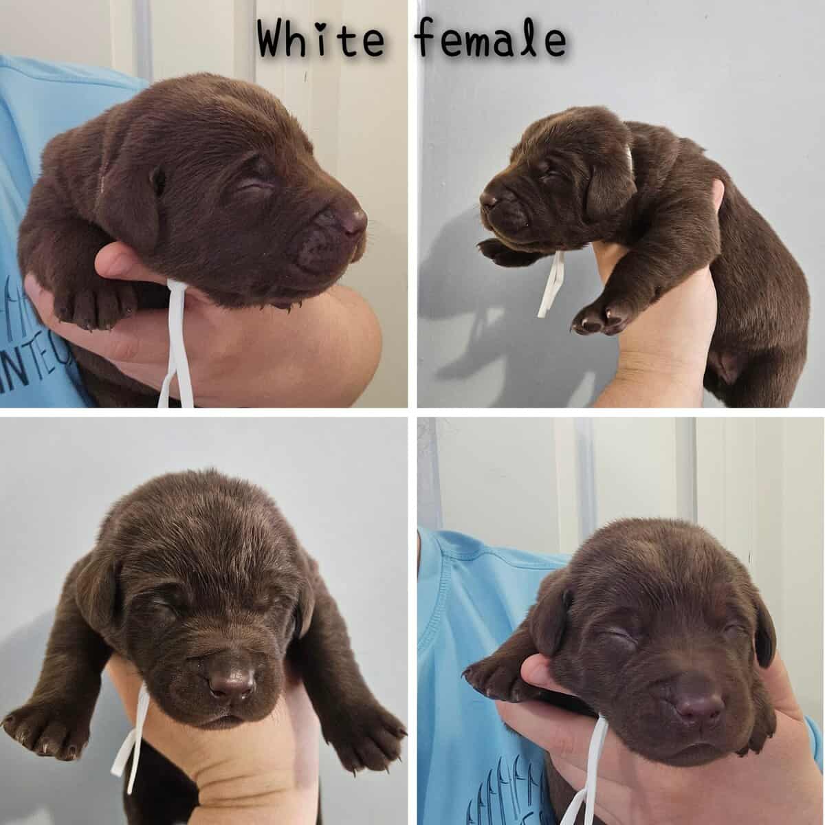 Labrador puppy lab image 5