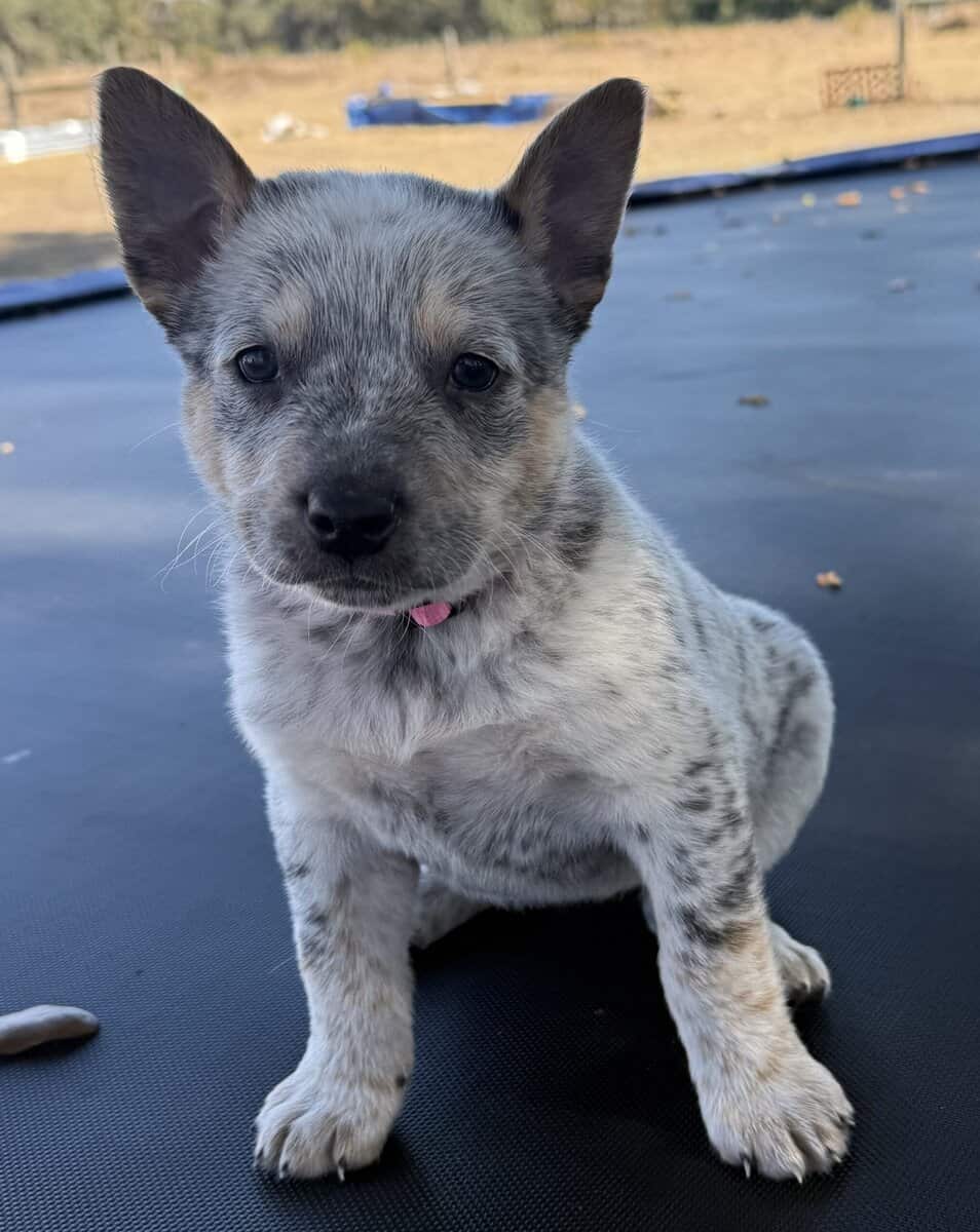 Blue Heeler Puppies for sale image 2