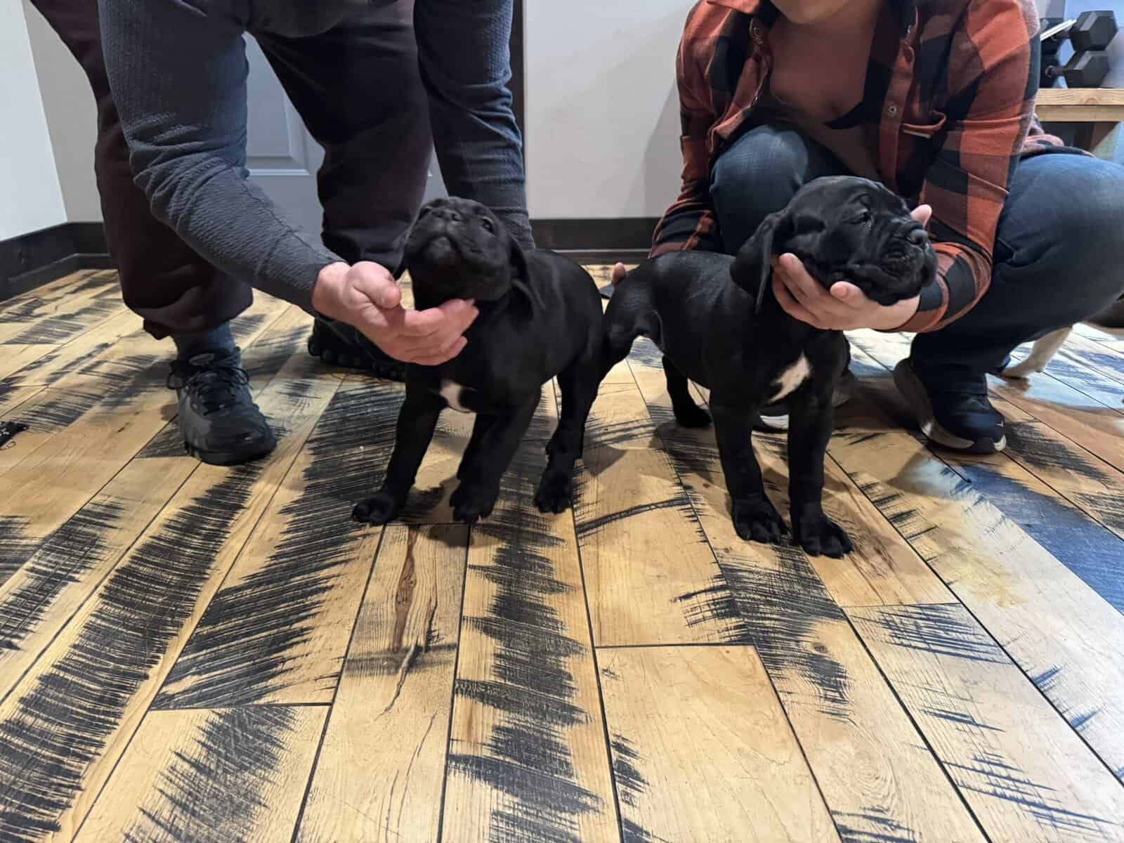 Cane Corso Puppies image 3