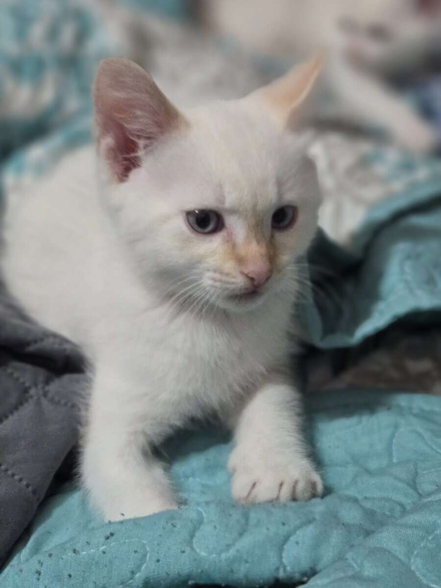 Male Flame point kitten- Newton, AL image 4