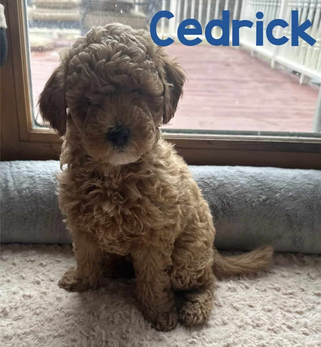 Mini Goldendoodles image 5