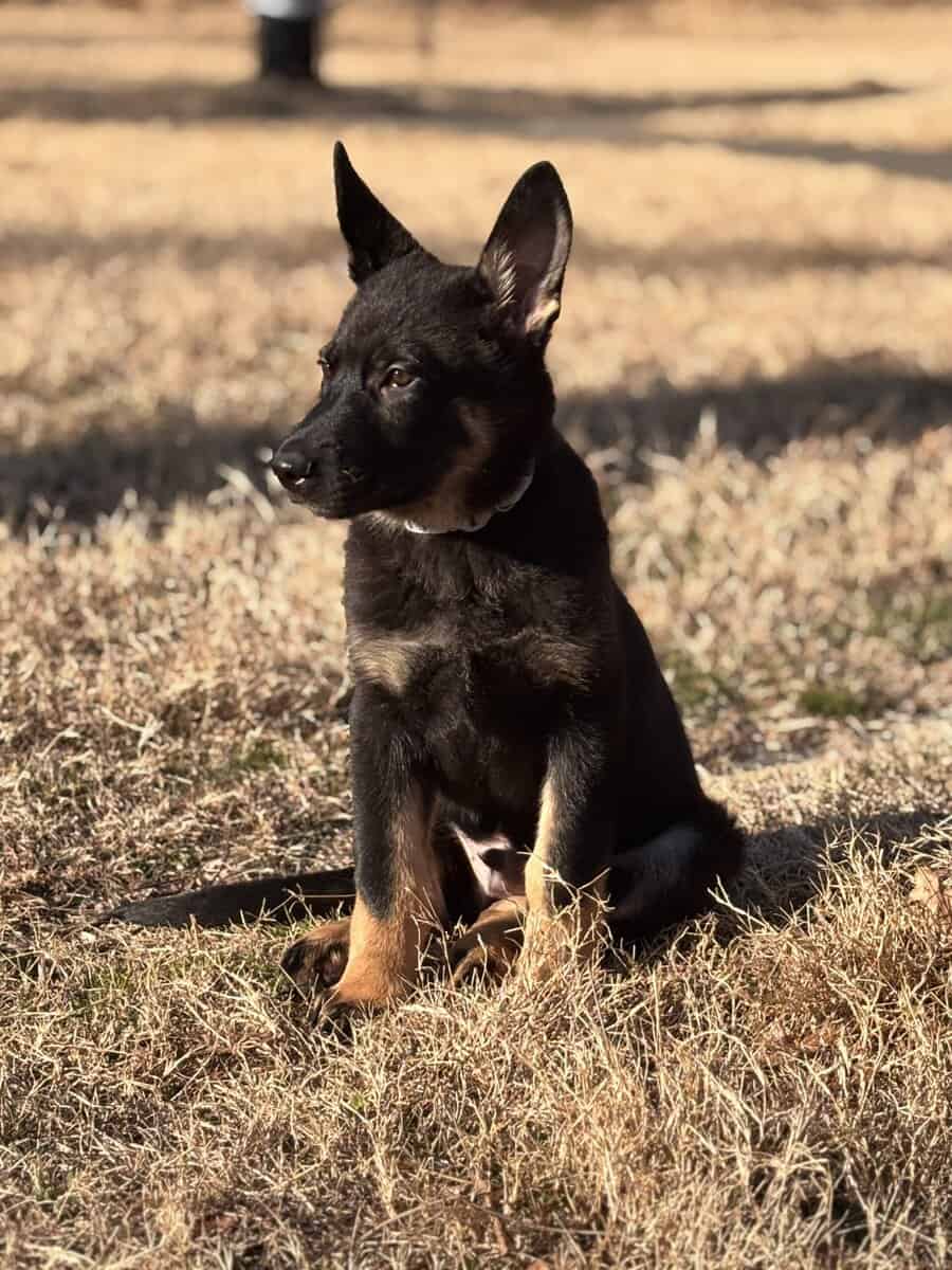 5month pure German Shepherd image 4