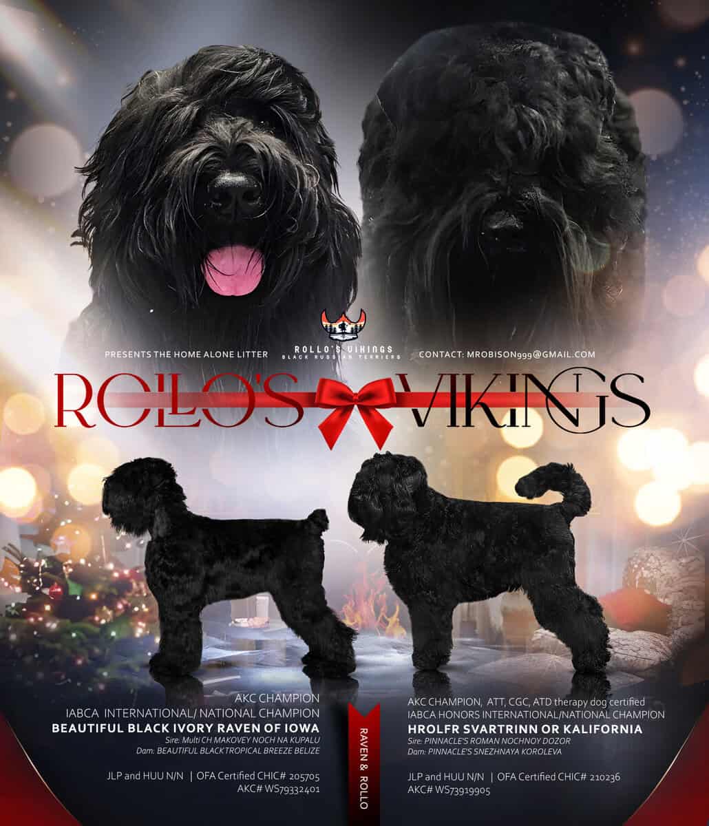 Black Russian Terriers Puppies image 2