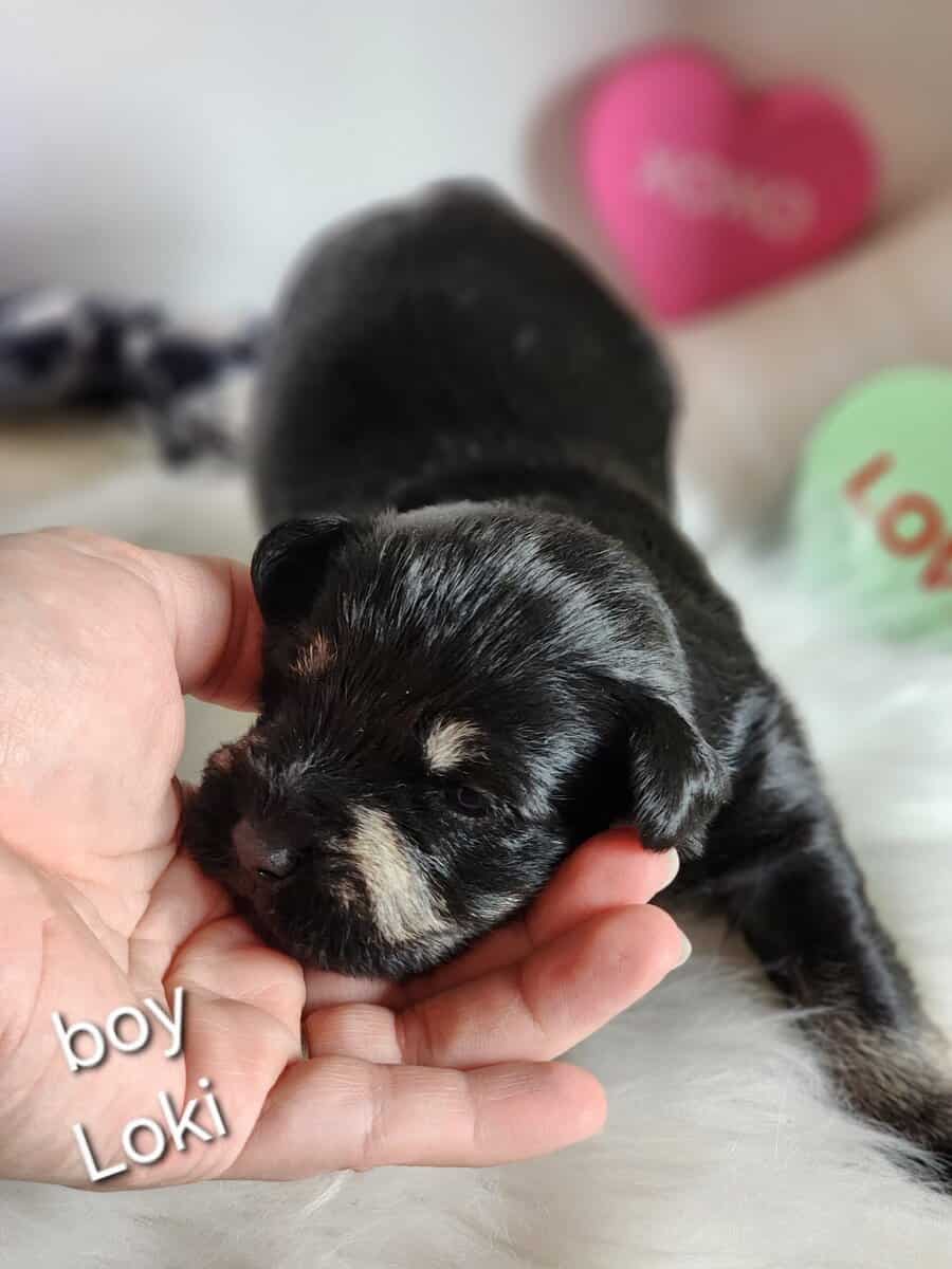 Miniature schnauzer loki image 2
