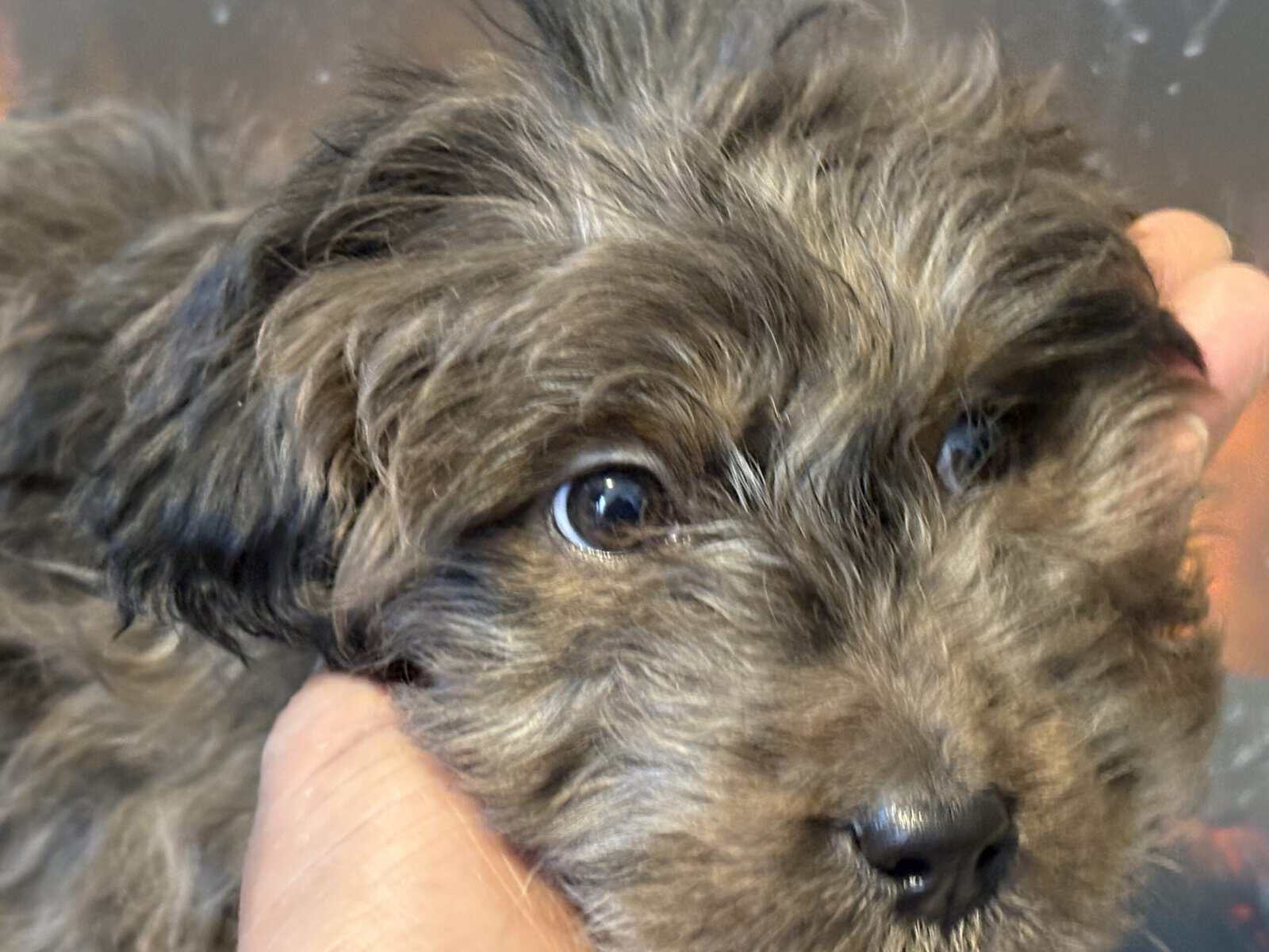 Doodle Puppies image 4