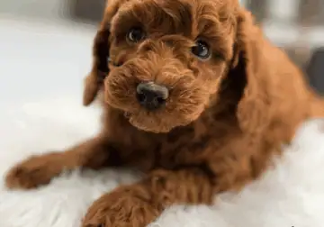 AKC Mini Poodle puppies