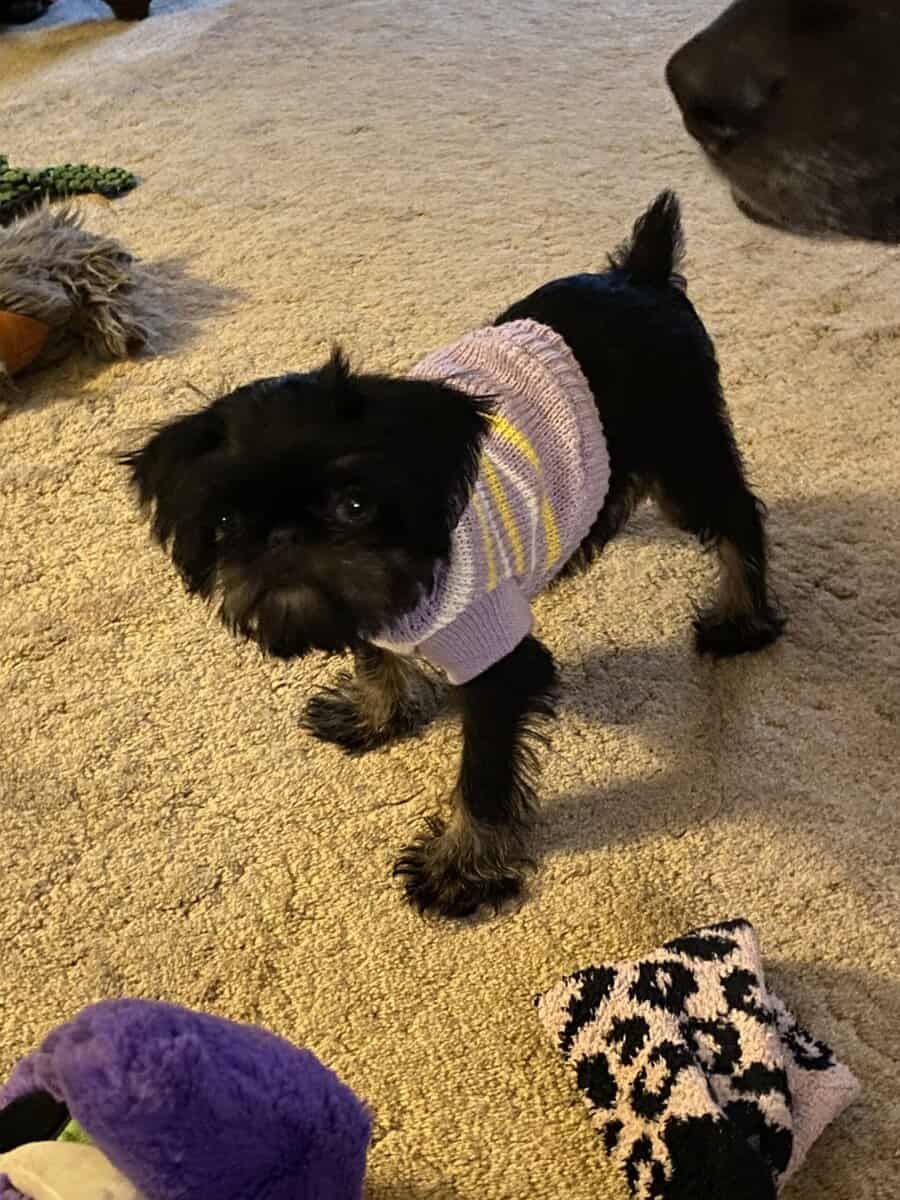 Puppy image 1
