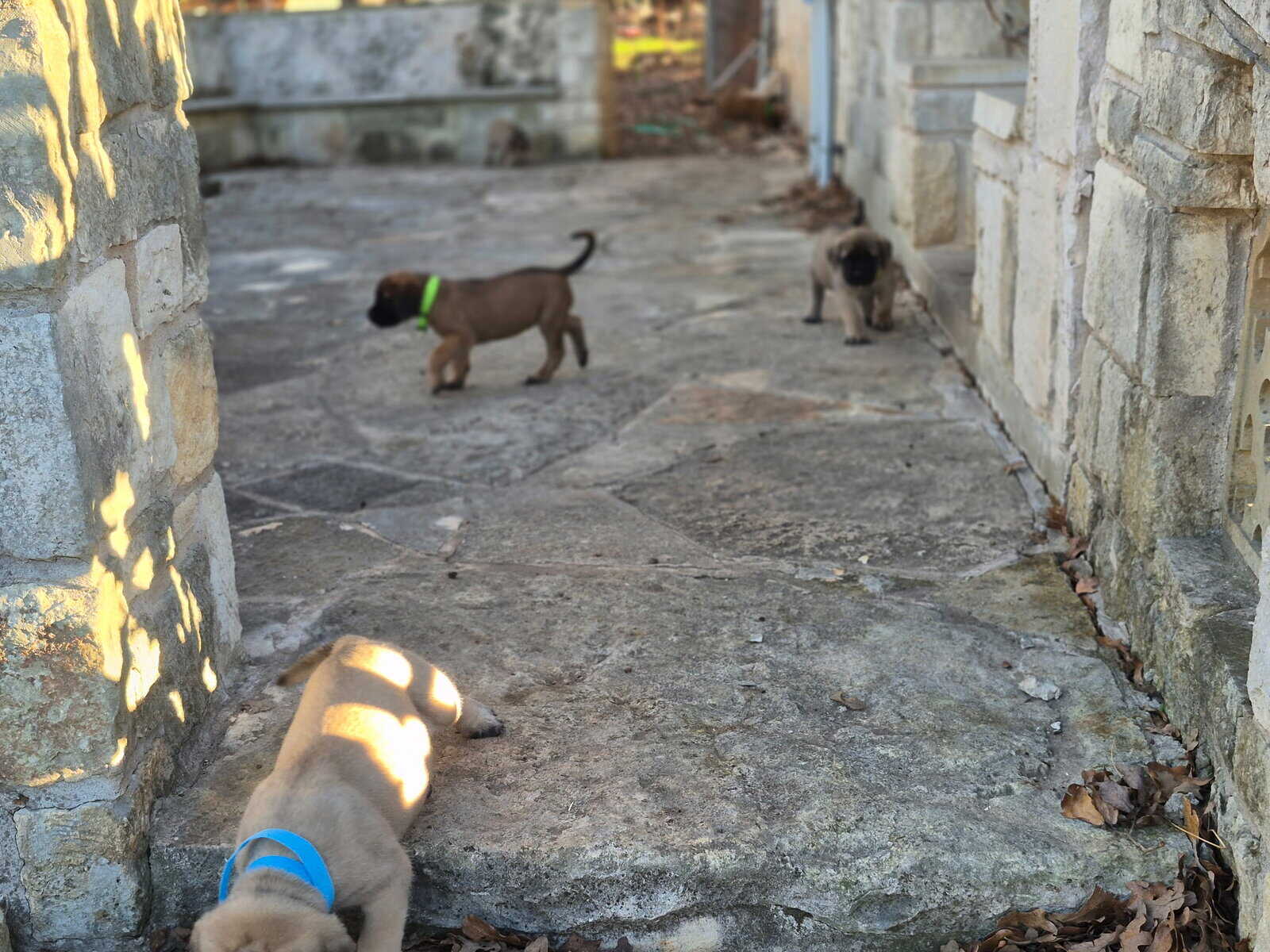 English mastiff image 9