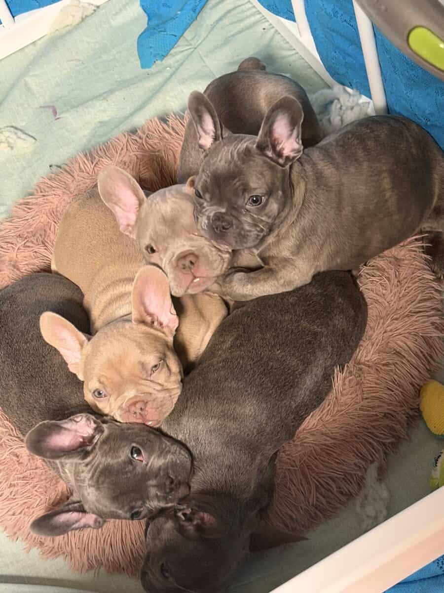French Bulldog Puppies image 3
