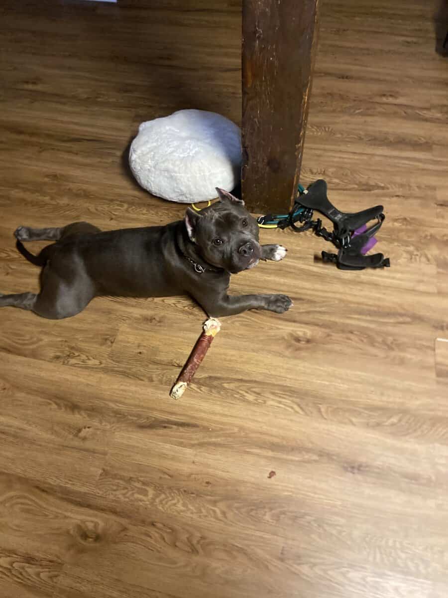Purebred American Bully in need of a loving HOME! image 1