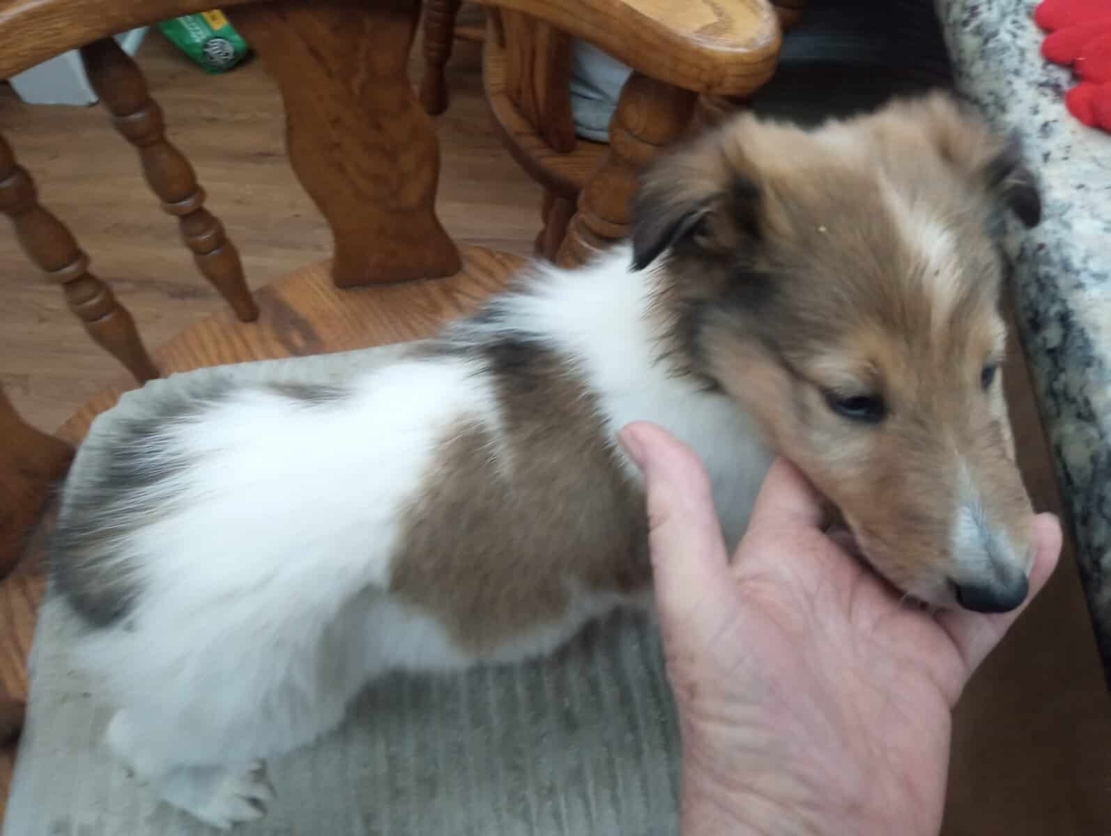 Beautiful Collie (Rough) Puppies image 6