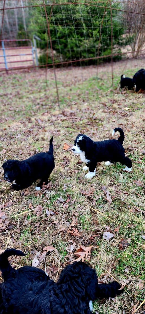 Bernedoodle F1 Puppies image 9