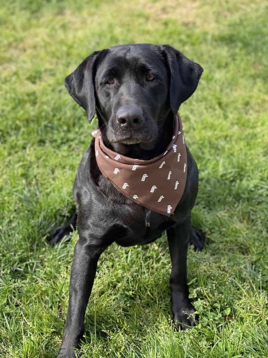 Lab Puppies For Sale image 5