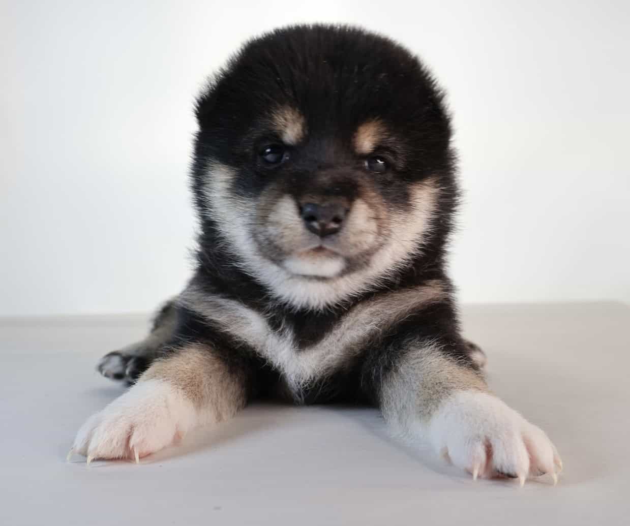 Midnight Pearl, Tuxido Shiba Inu image 1