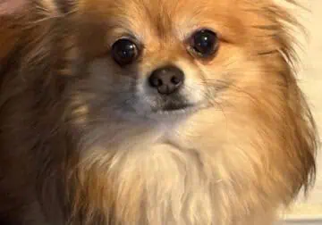 Male Pomchi