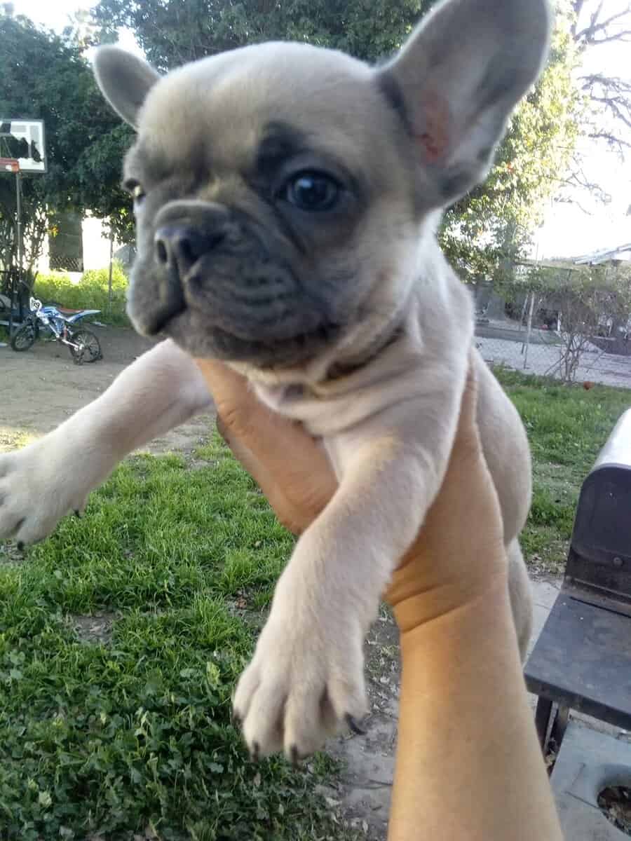 French bulldog sale image 1