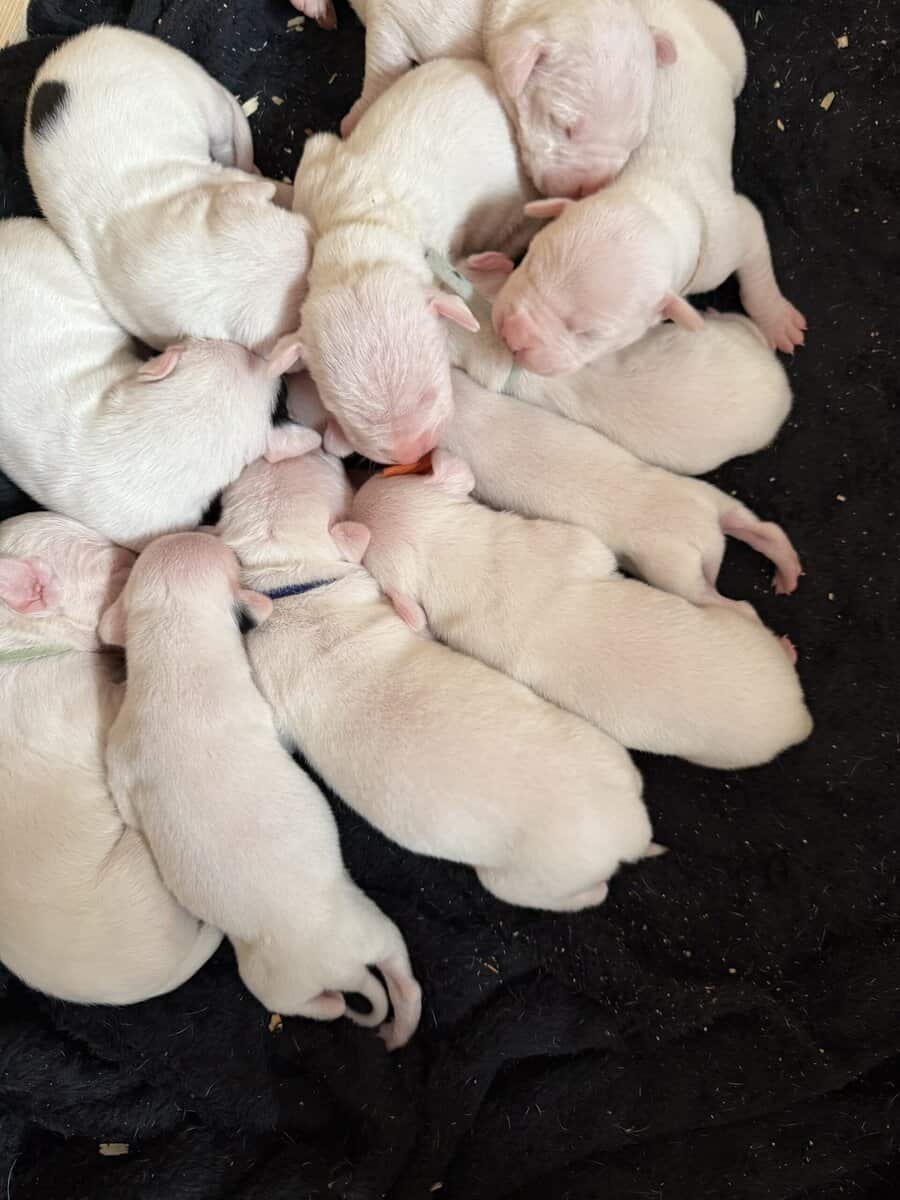 Akc dogo argentino puppies image 10