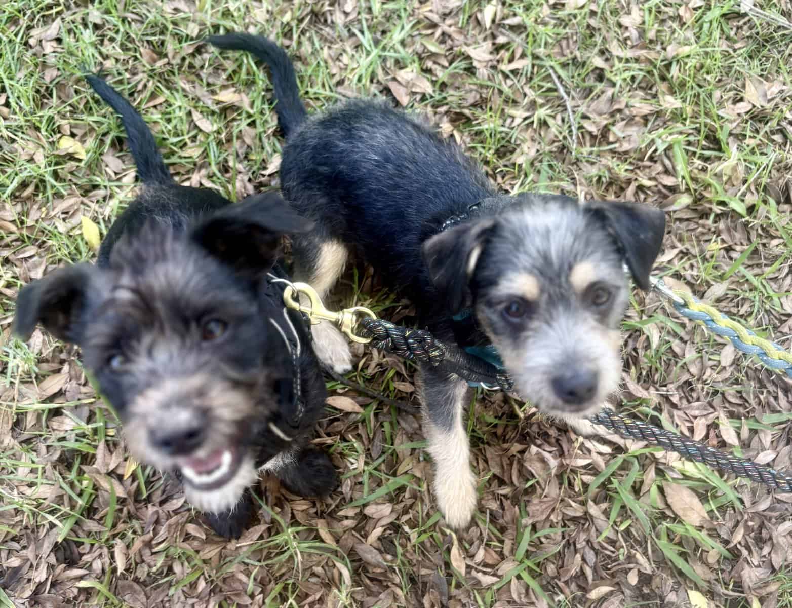Minature Schnauzer/Terrier Mixed Puppies $400 image 2