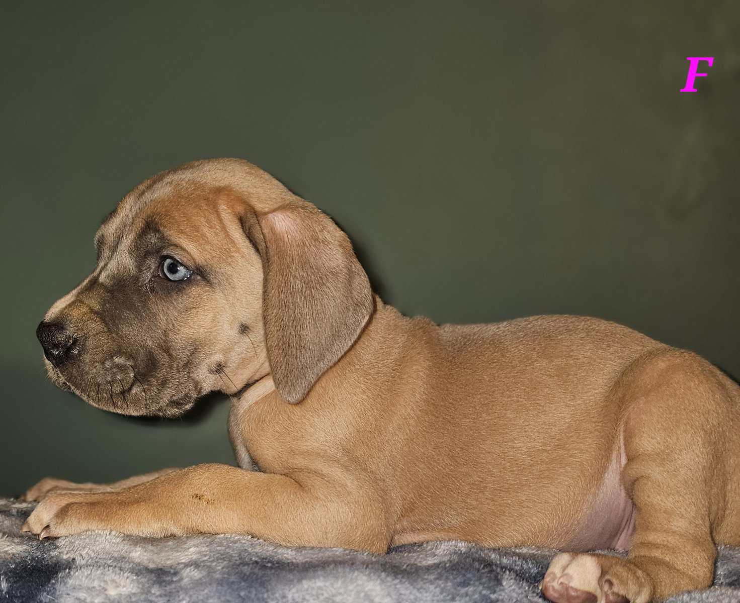 European Great Danes image 2