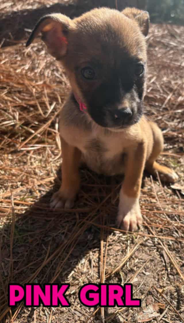 Aussie x Blackmouth Cur puppies for adoption image 7