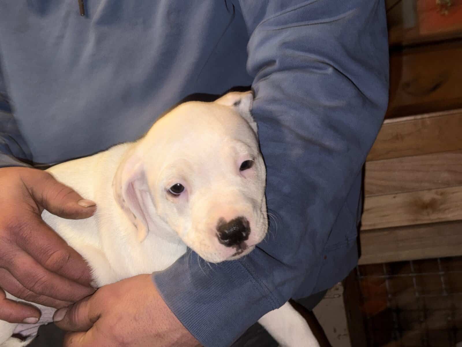 Adorable Staffordshire Terrier pups image 4