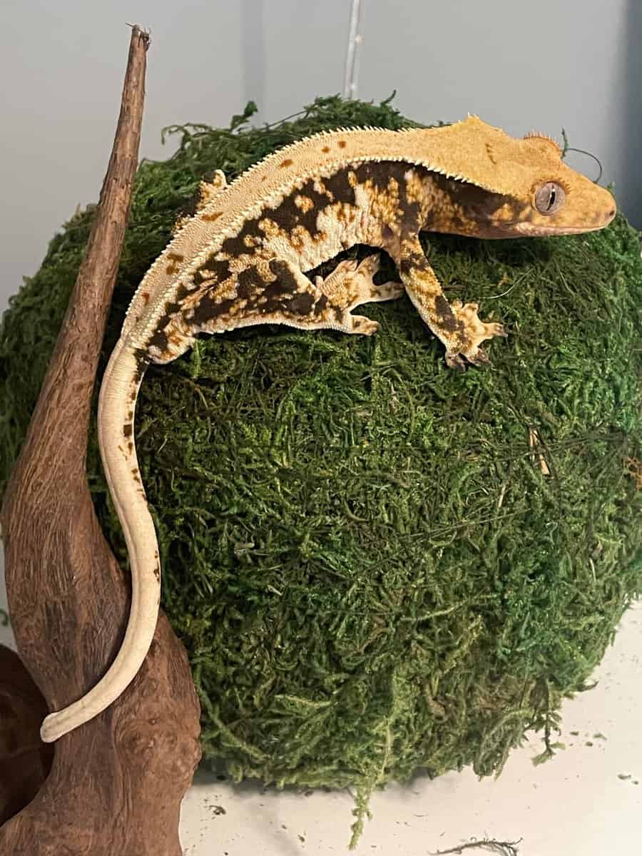 Tricolor lily white male crested gecko image 5