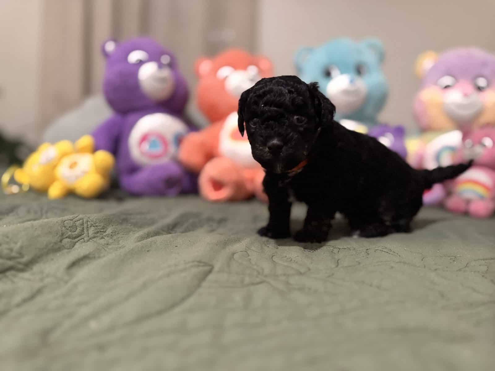 Toy poodles image 14
