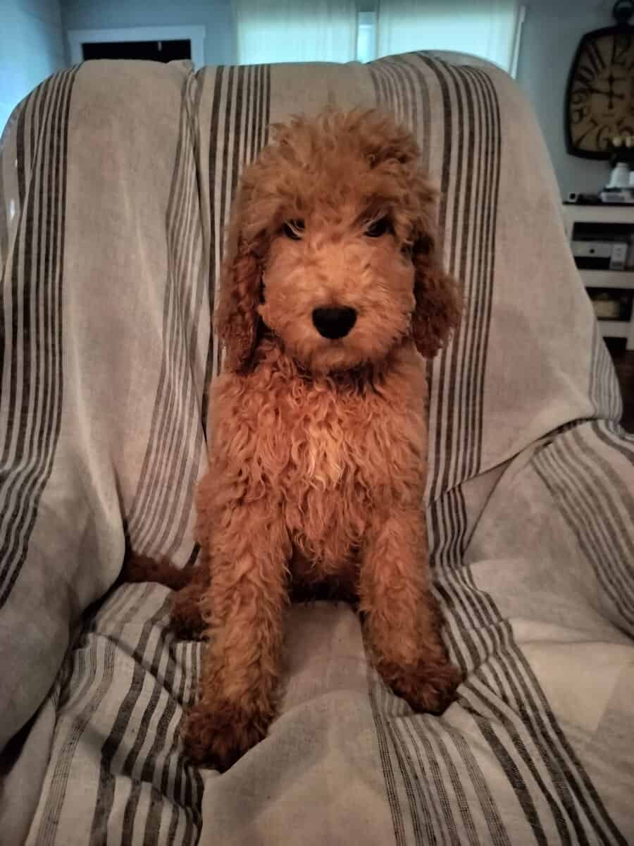 Eddie image 1