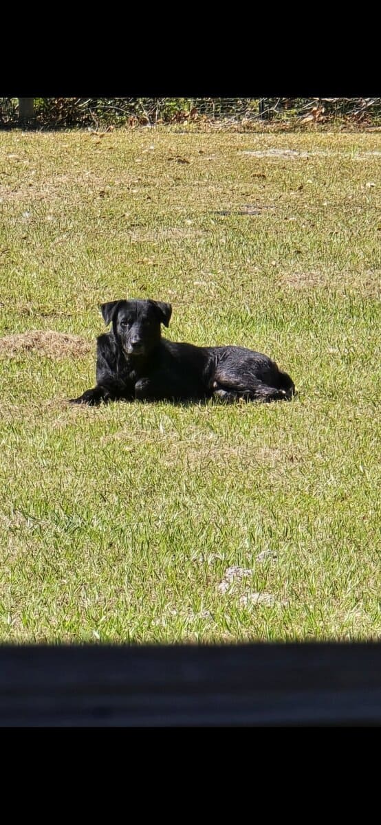 3 dogs to be rehomed image 3