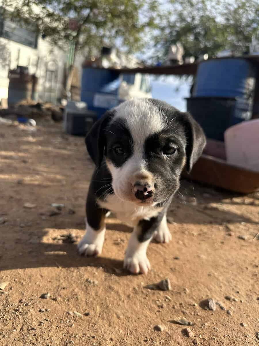 Bull terrier/pitbull/blue heeler mixed pups image 7