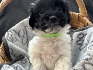 Cassie – Coton de Tulear Puppy