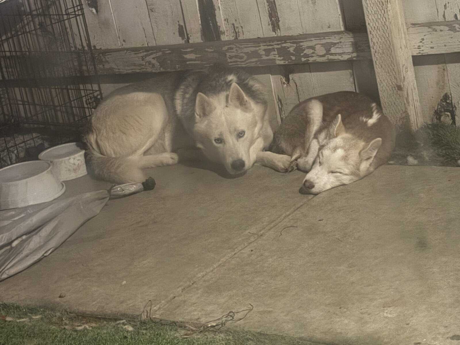 6 month husky image 2