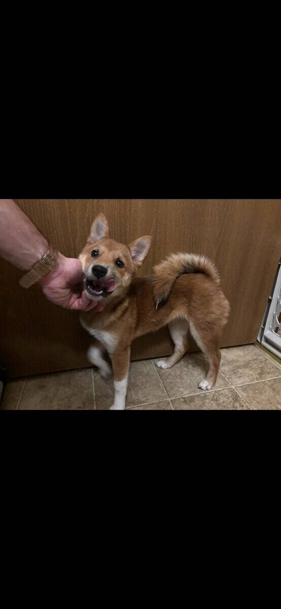 Beautiful purebred Shiba Inu puppies available image 2