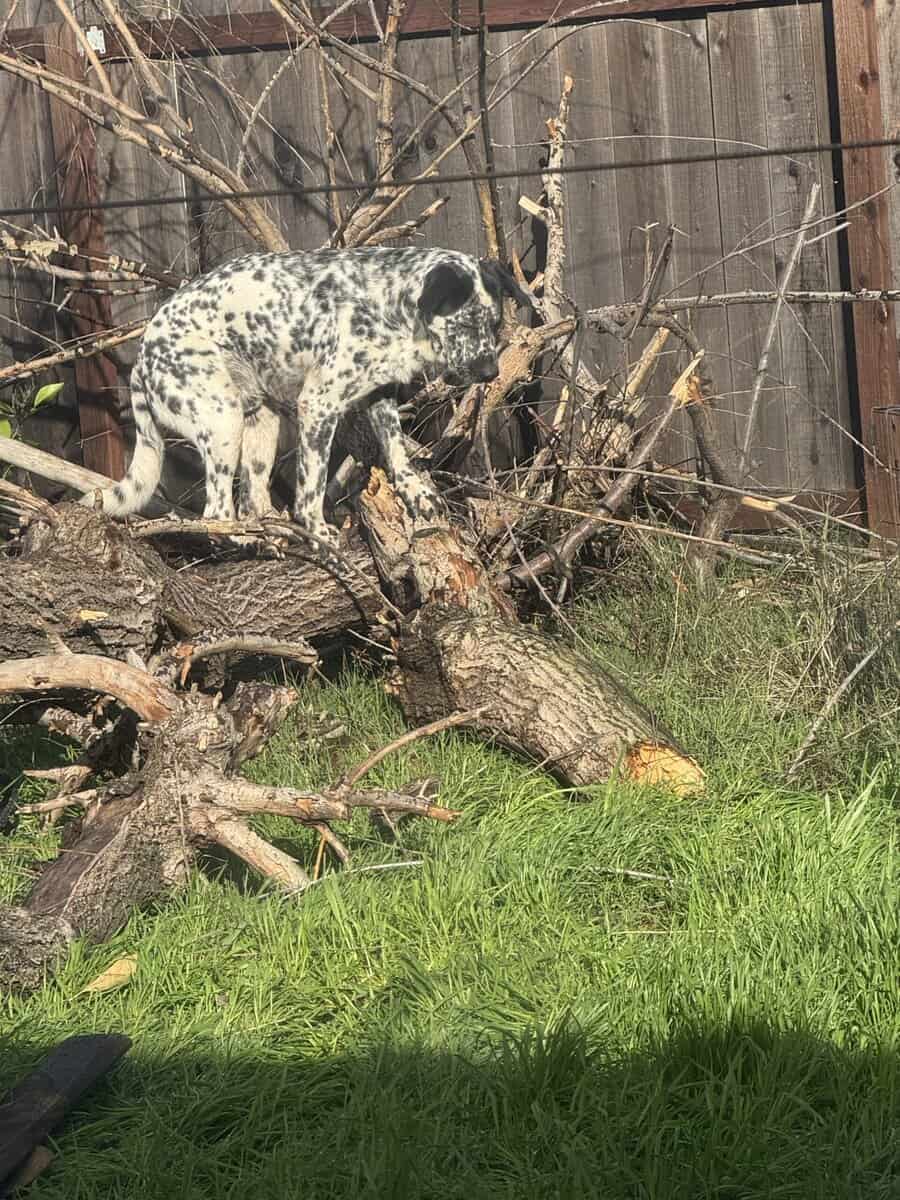Dalmatian mix male for Sale image 3