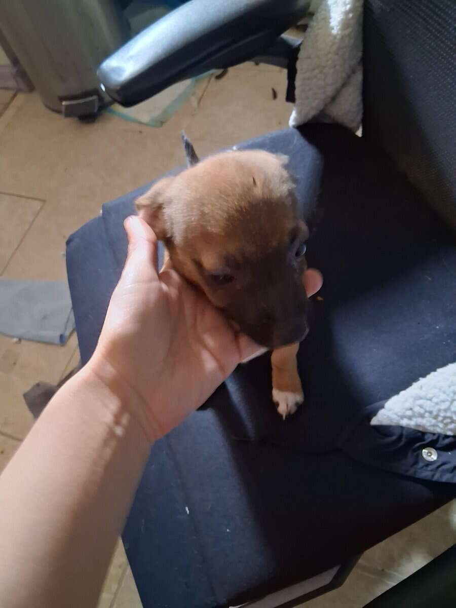 4 puppies image 4