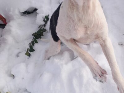 Chihuahua male pups looking for loving home