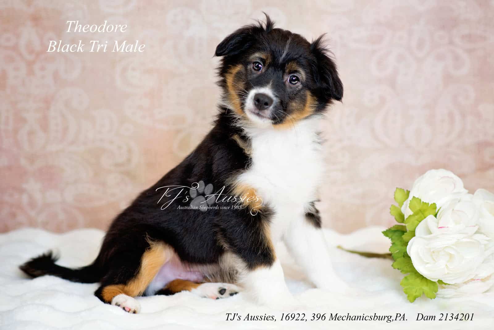 Miniature Australian Shepherd image 1