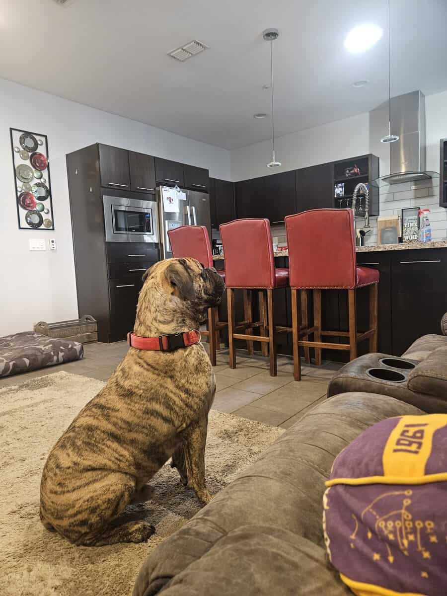 Bullmastif looking for forever home image 2