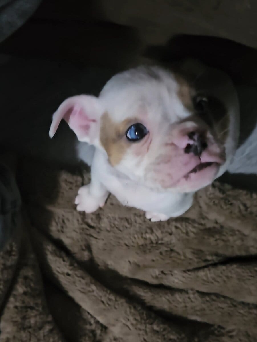 Ioeba registered Olde English Bulldogge image 2