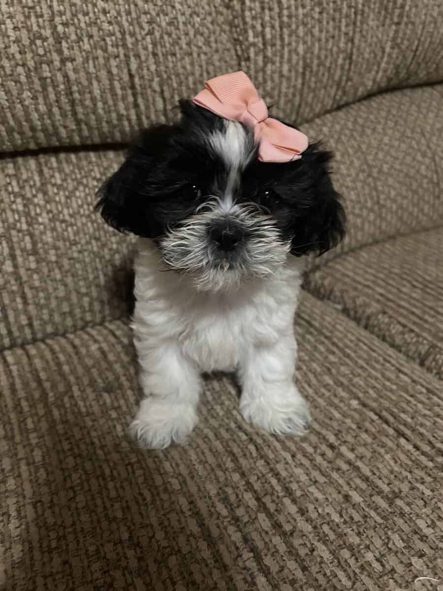 Shitzu puppies image 4
