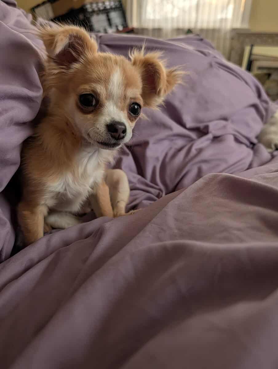Beautiful Chihuahua puppies! image 5