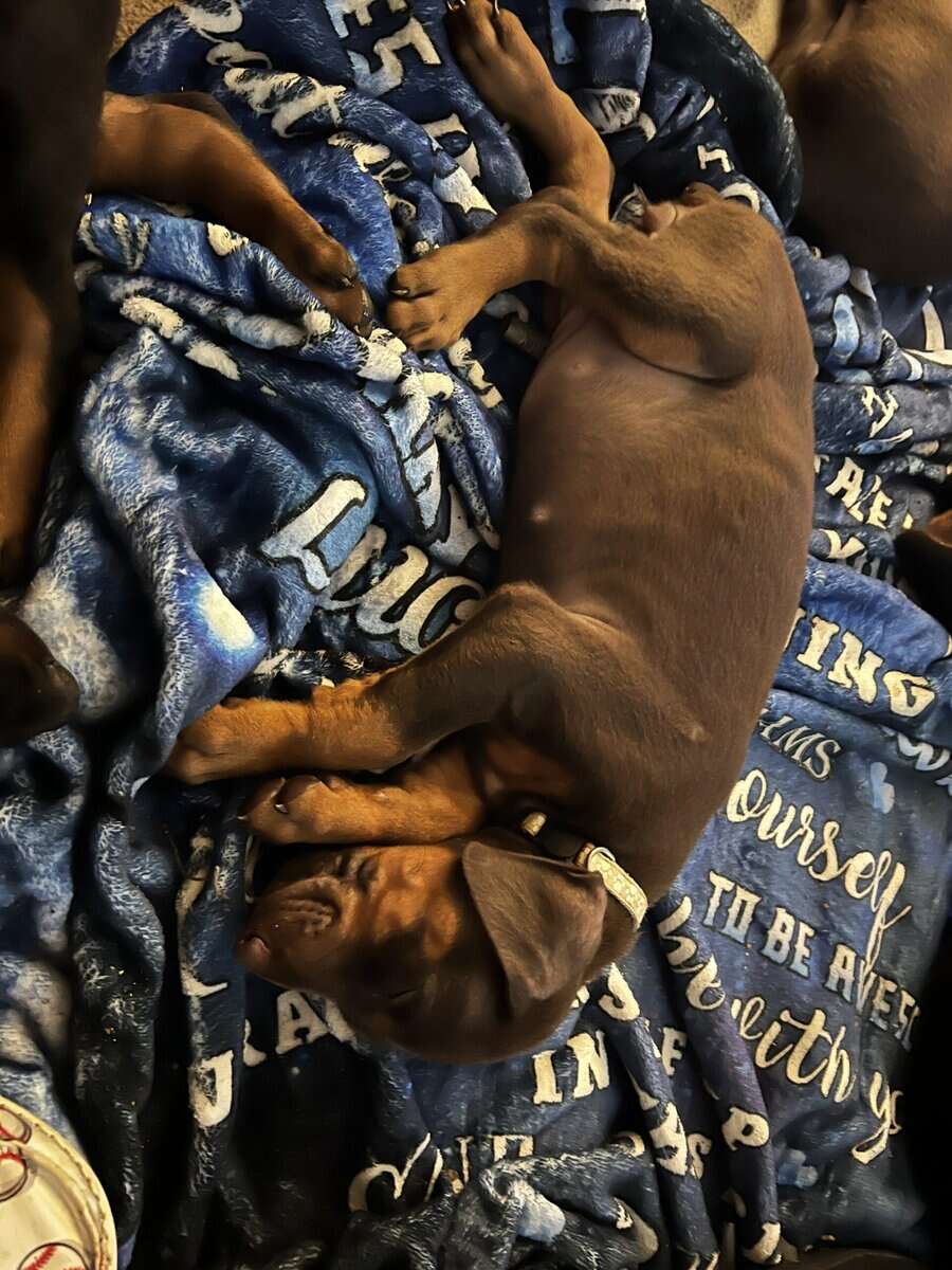 AKC European Doberman Pincher image 10