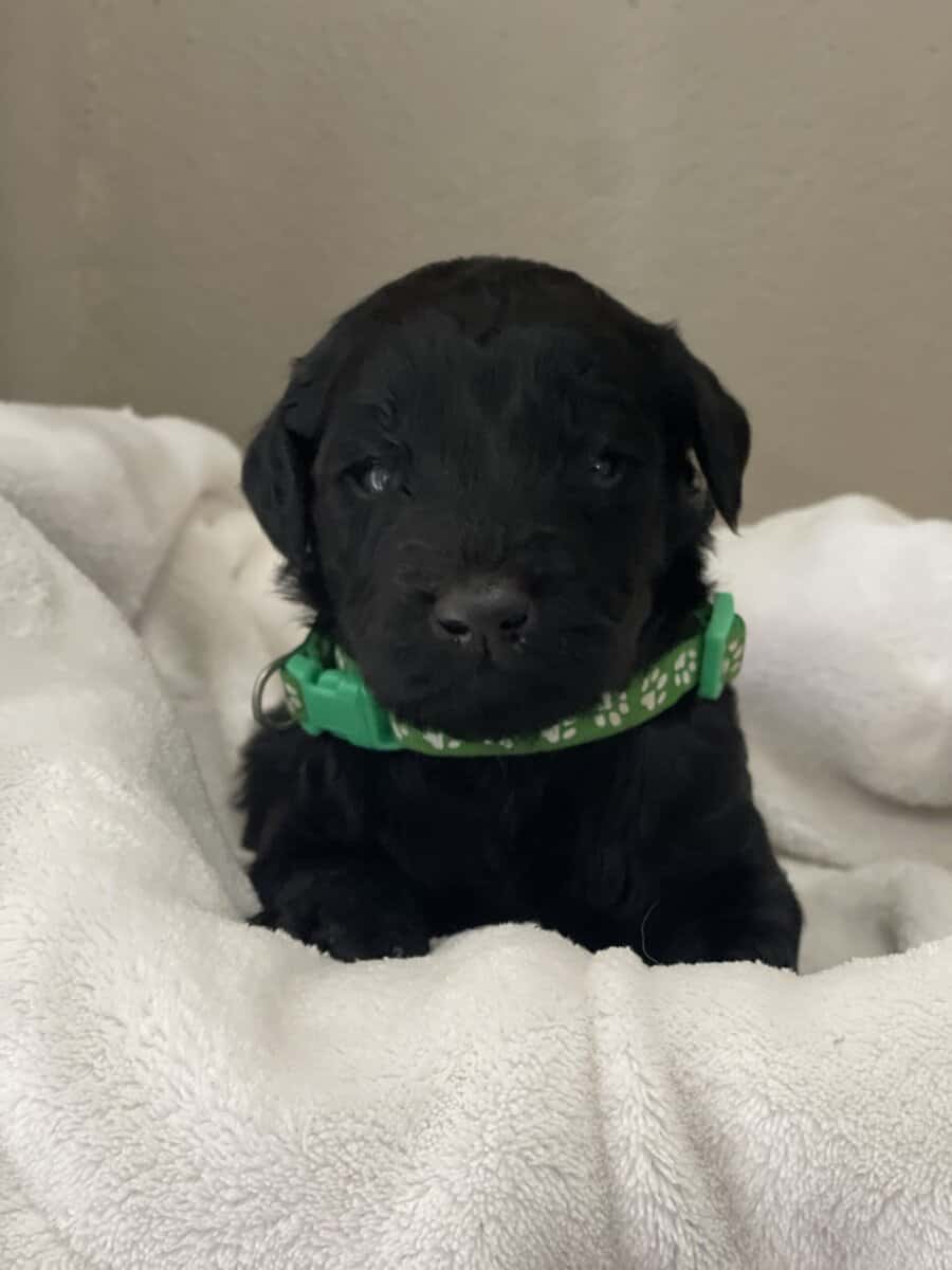 Green Collar Boy Goldendoodle image 1