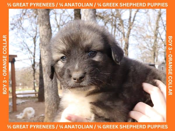 LGD Puppies-Great Pyrenees/Shepherd Mix image 5