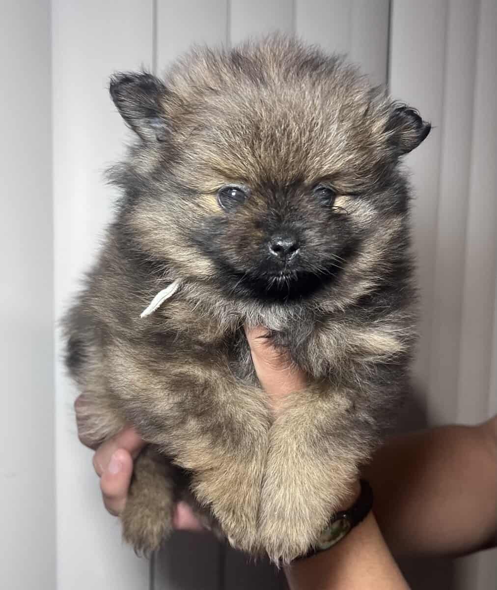 4 Pomeranians puppies! Reserve pup! Ready by Mar 3 image 2