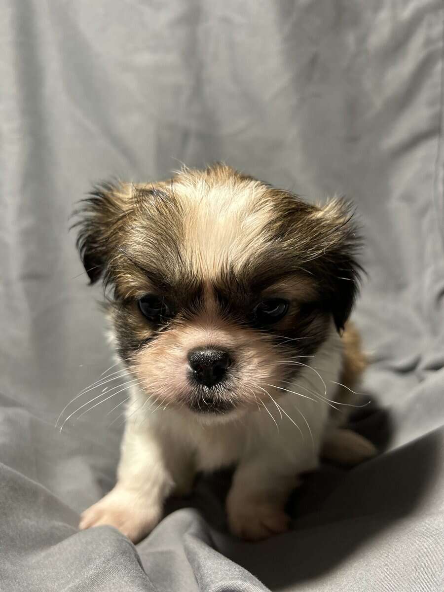 Minnie image 4