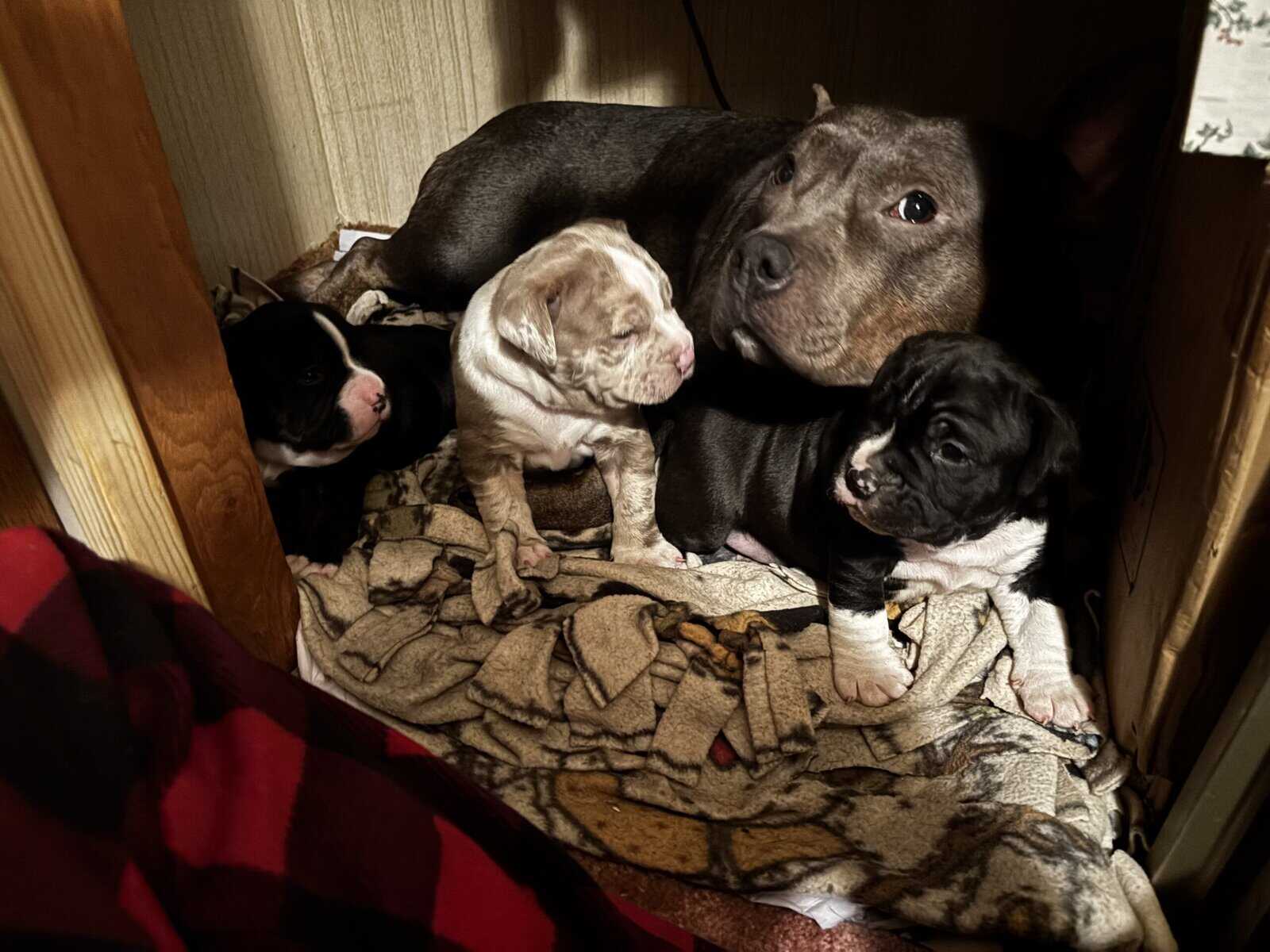 Bulldog x Bully image 1