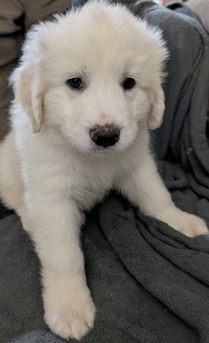Great Pyrenees Puppies For Sale image 3