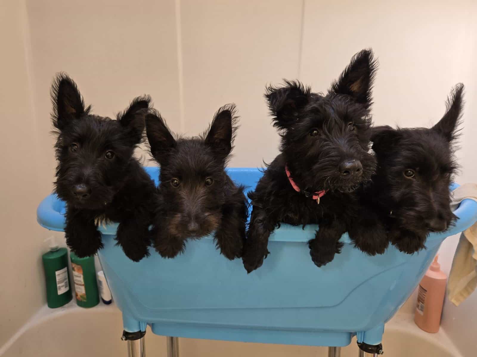 A.K.C Scottish Terroirs Puppis in TX 1 Boy 3 girls image 1