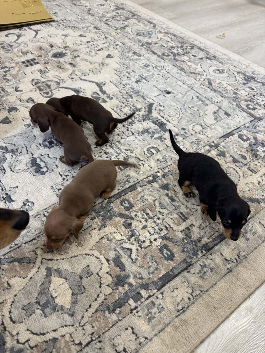 Mini dachshunds image 2